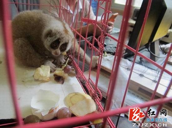 永定区惊现国家一级野生保护动物蜂猴