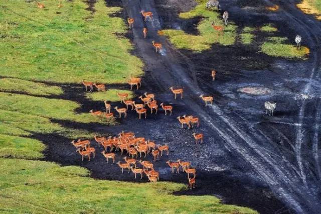 (肯尼亚马赛马拉国家公园)