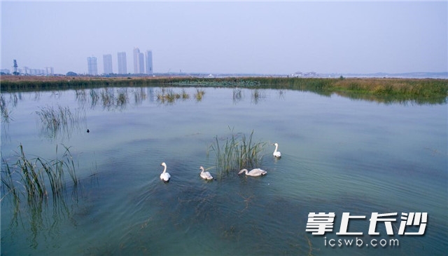 长沙松雅湖成了天鹅湖