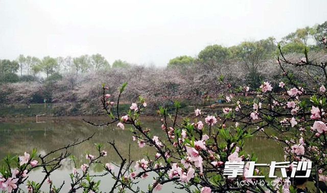 湖南省森林植物园内樱花进入盛开期，“春之歌”系列花展已入佳境。长沙晚报记者 周柏平 通讯员 彭炜 摄