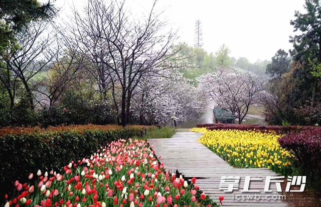 湖南省森林植物园内樱花进入盛开期，“春之歌”系列花展已入佳境。长沙晚报记者 周柏平 通讯员 彭炜 摄