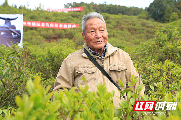 美丽中国长江行肖时英台地茶之父的茶味人生