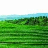 风雨征程一甲子 黑茶大业新时代